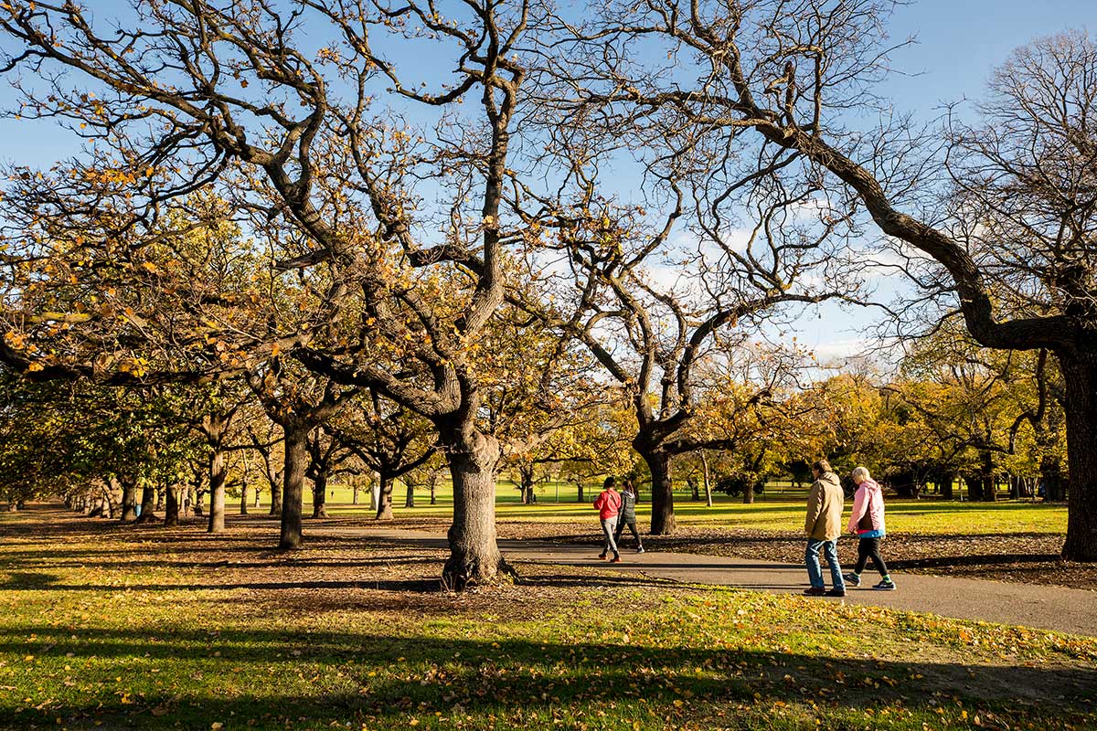 People walking along a formal pathways in Fawkner Park, lined with mature oak trees.