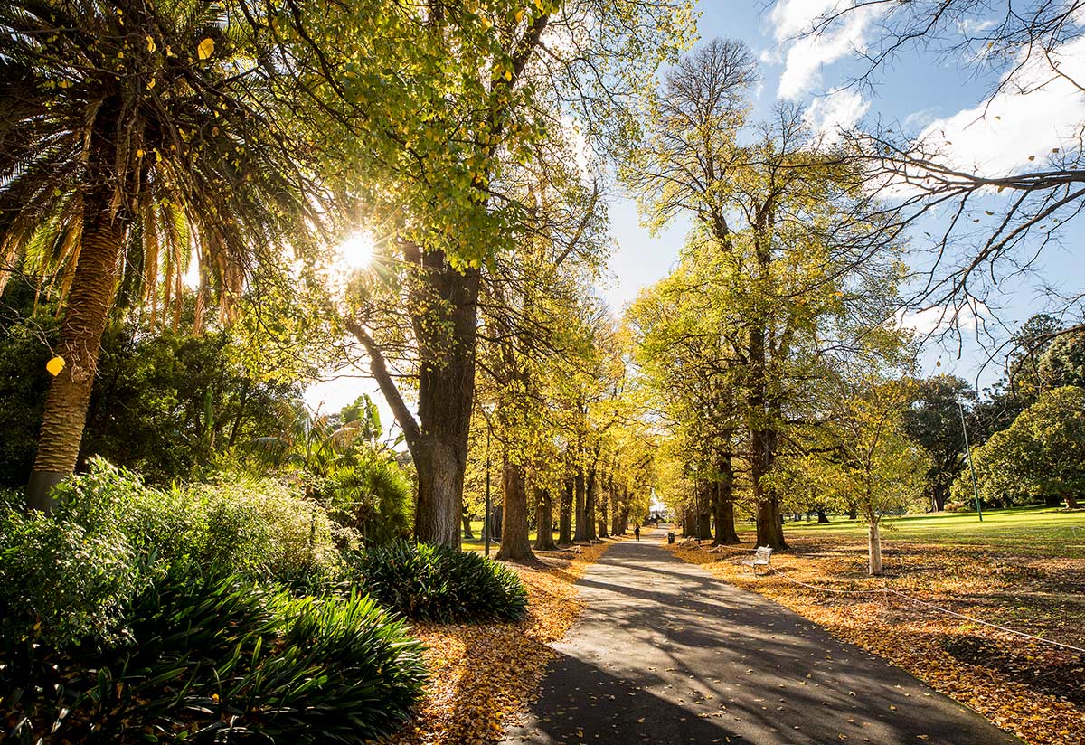 Sunlight filters through yellow autumn leaves and large elm trees, next to a footpath in Fitzroy Gardens