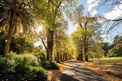 Large elm trees along a footpath in Fitzroy Gardens