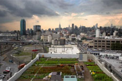 A rooftop garden in the city