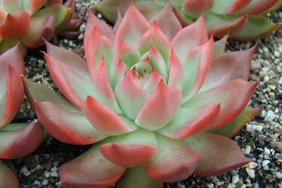 Close-up of a succulent plant with pointed red-tipped leaves