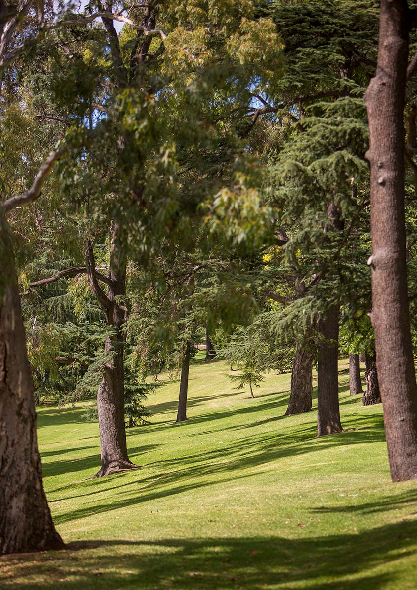 Large conifer trees on sloping grassed area in Kings Domain.
