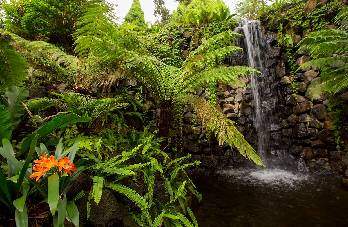 A waterfall, tree ferns and other lush rainforest plants in the gully.