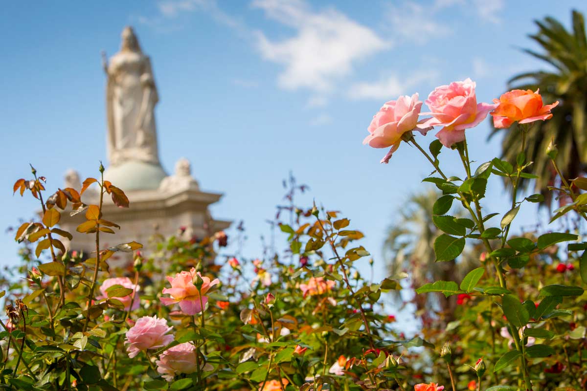 Close-up of pale pink and orange roses, framing an out-of-focus view of the Queen Victoria memorial statue.