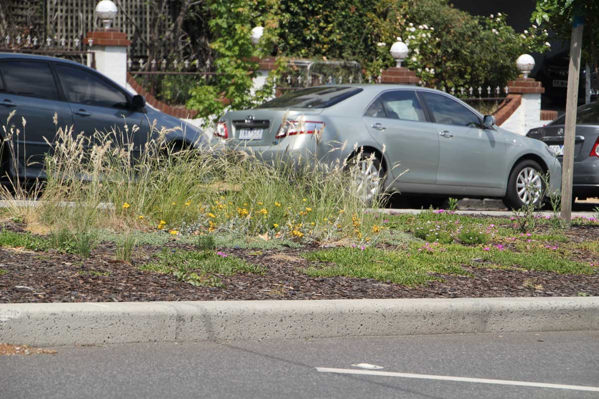A streetscape planting on a nature strip running in the middle of a road. The planting includes a combination of grasses, ground-covers and yellow flowering plants