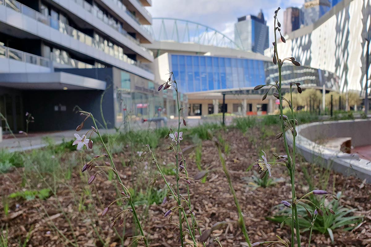 Close-up of native plants in the garden bed. Marvel Stadium can be seen in the background.